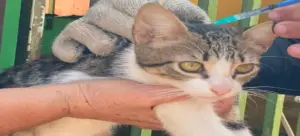 Zulia desplegó una masiva estrategia de vacunación antirrábica para proteger a 400 mil animales en dos meses
